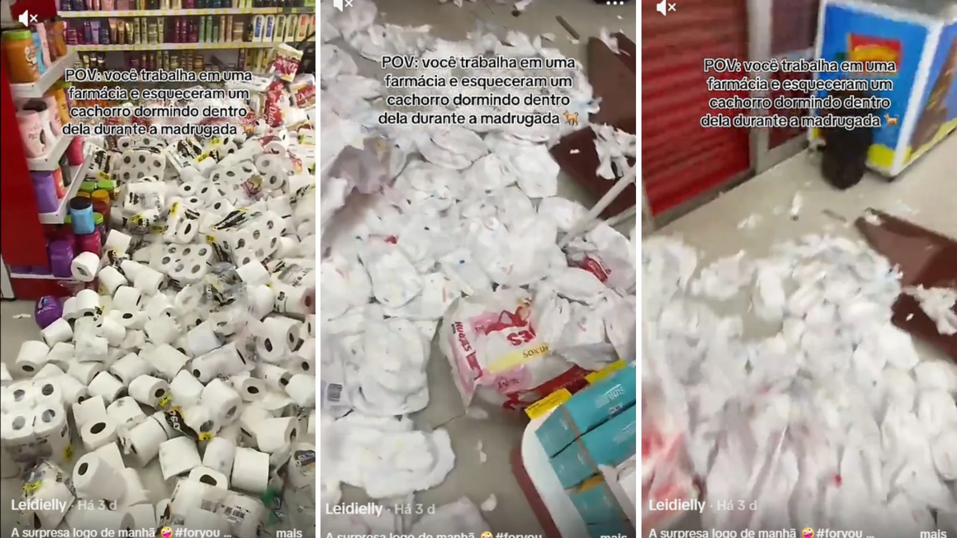 Cão passa a noite em farmácia e causa bagunça; funcionária compartilha o ocorrido nas redes sociais